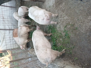 Porci 100 120 kg @ Loc. Suhaia  - imagine 4