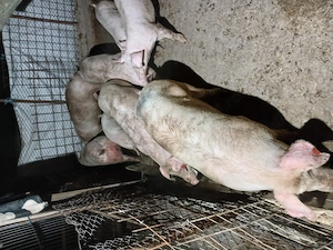 Porci si purcei cu greutate cuprinsa 55   120kg - imagine 4