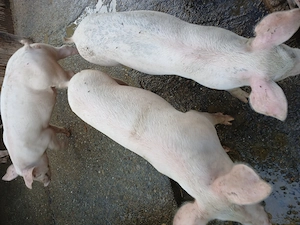 Porci si purcei cu greutate cuprinsa 55   120kg - imagine 2