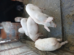 Porci si purcei cu greutate cuprinsa 55   120kg