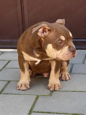 American bully pocket  - imagine 3