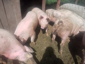 Porci de vânzare 
