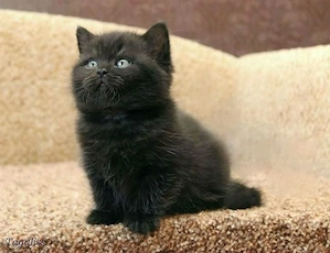 British Black 