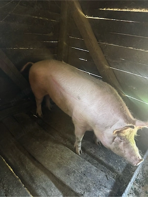 vand porc de 220 de kg...pret 12lei kg - imagine 2