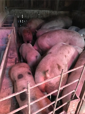 Porci de carne