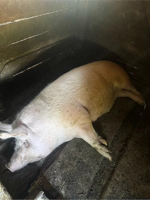 vand porc de 220 de kg...pret 12lei kg
