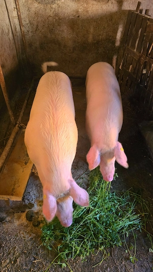 Porci de vânzare! - imagine 2