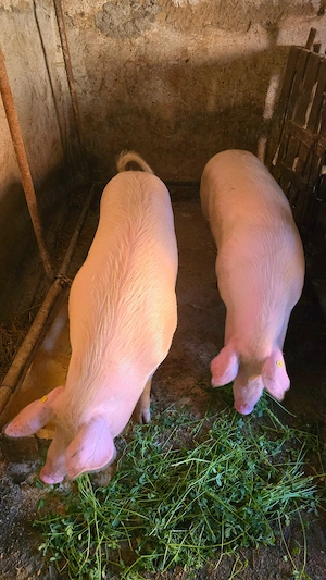 Porci de vânzare!