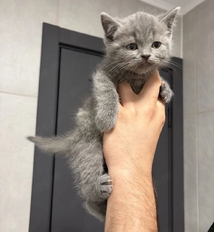 British Blue rasă pură  - imagine 2
