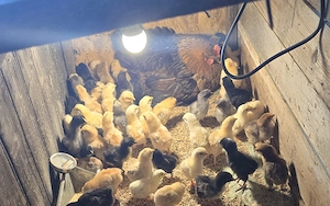 Cloșca cu pui țărănești 