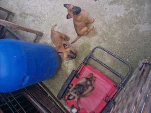 Pui Cibanesti Belgieni Malinois - imagine 3