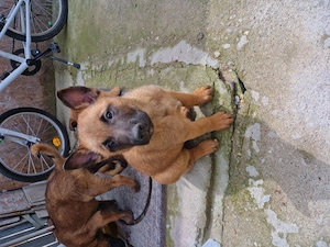 Pui Cibanesti Belgieni Malinois - imagine 2