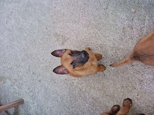 Pui Cibanesti Belgieni Malinois