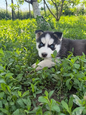 Pui husky siberian - imagine 2