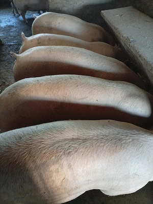 porci de vinzare 