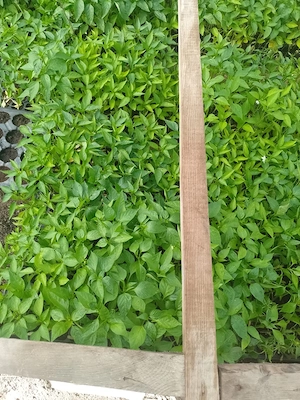 Vand rasaduri pentru plantat