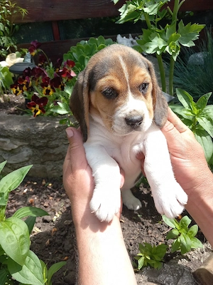 Beagle tricolor 