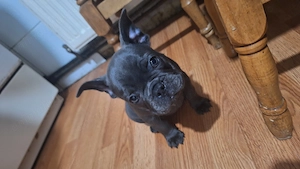 bulldog francez mascul si femele vaccinati si deparazitati conform varstei.  - imagine 5