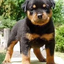 Vand pui catelusi, rasa Rottweiler,masculi si femele. - imagine 2