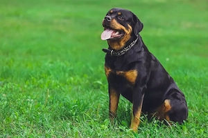 Vand pui catelusi, rasa Rottweiler,masculi si femele. - imagine 3
