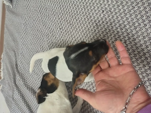 Jack Russell terrier tricolor puri vaccinați  - imagine 4