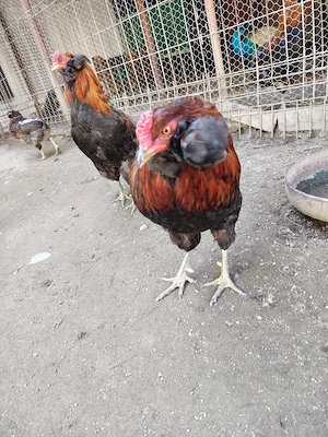 Cocoș Araucana 