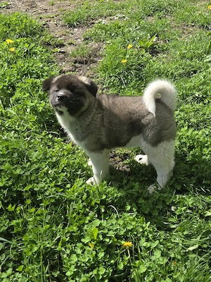 Akita American - imagine 2