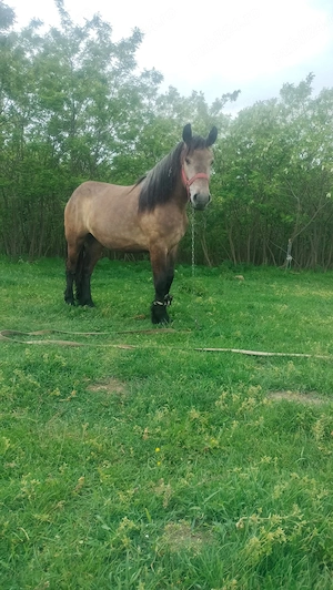 Vând iapa de 2 ani!