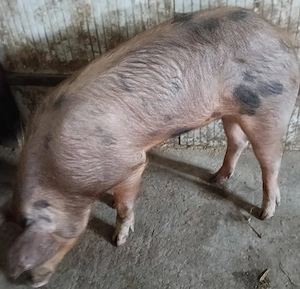 Vând vier duroc cu pietrean 140 kg, scroafă duroc 120kg, scroafă marele alb100kg, scroafă 160kg.