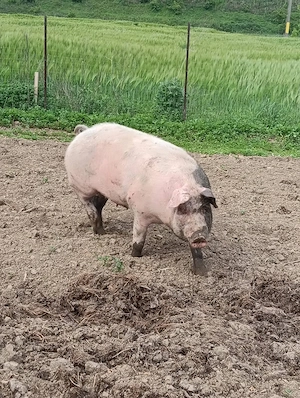 Vând vier duroc cu pietrean 140 kg, scroafă duroc 120kg, scroafă marele alb100kg, scroafă 160kg. - imagine 2