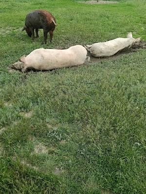 Vând vier duroc cu pietrean 140 kg, scroafă duroc 120kg, scroafă marele alb100kg, scroafă 160kg. - imagine 3