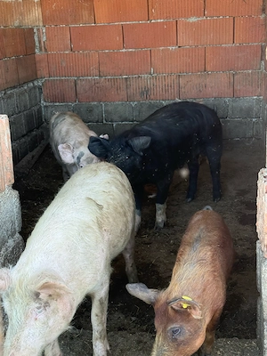 vand porci de toate marimile  - imagine 3