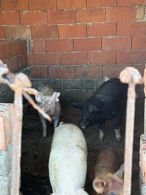 vand porci de toate marimile 
