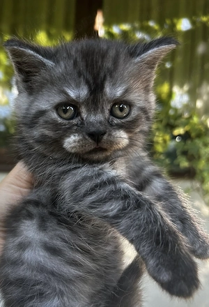 Pui british sorthair smoke black tabby superbi - imagine 2