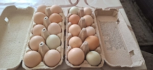 Vand oua de casa, 1 leu bucata