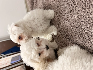 Bichon maltez două fete și un băiat  - imagine 2