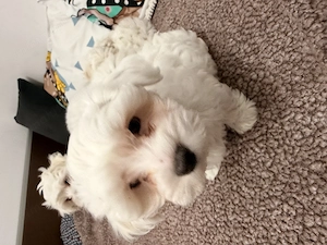 Bichon maltez două fete și un băiat  - imagine 3