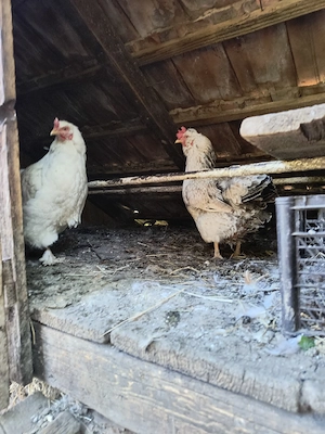 Gaini si cocos de vanzare 
