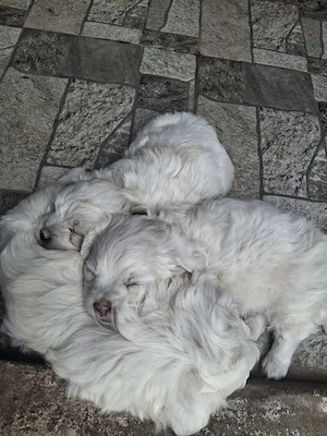 Catei bichoni drăgălași 