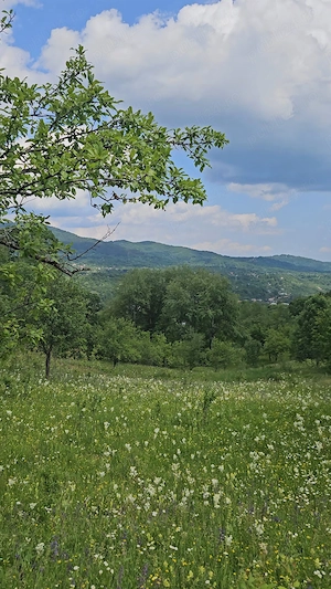 teren intravilan Comarnic Prahova   vedere libera spre munti   proprietar