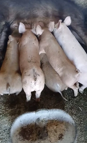 Vând purcei Duroc cu pietrean belgian  - imagine 2