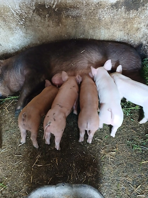 Vând purcei Duroc cu pietrean belgian 