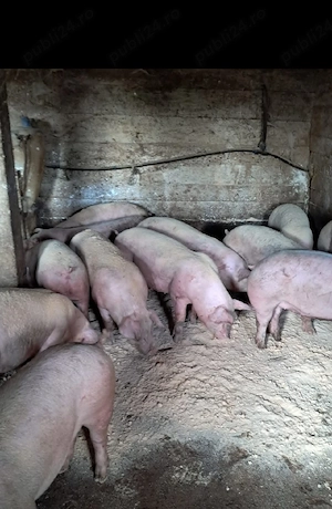 Vand porci de carne 