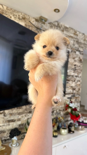 Pui pomeranian 6sapt 