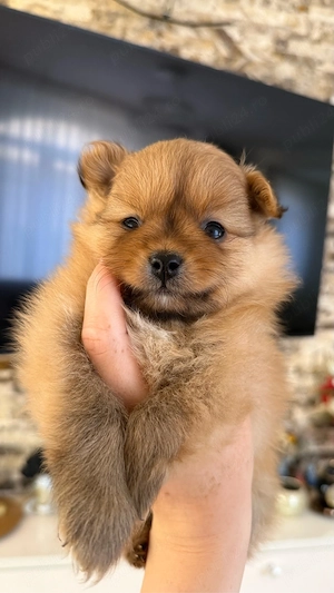 Pomeranian 6 saptamani  - imagine 4