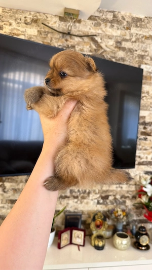 Pomeranian 6 saptamani  - imagine 3