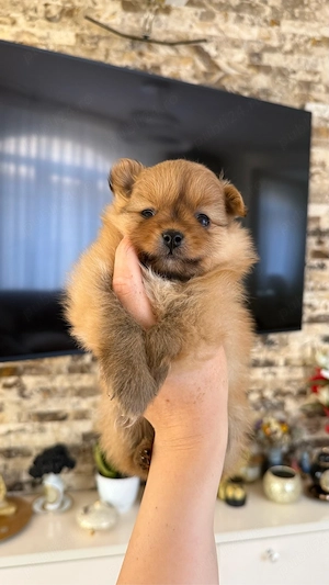 Pomeranian 6 saptamani  - imagine 2