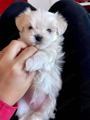 Bichon Maltez Mini Toy - imagine 3