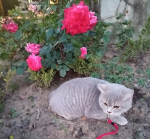 Puiuți British Shorthair Blue 