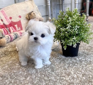 Bichon Maltez Mini Toy  - imagine 3